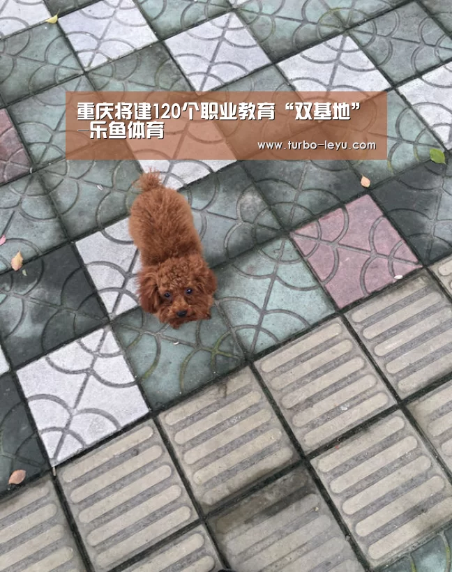 重庆将建120个职业教育“双基地”-乐鱼体育(图1) 乐鱼